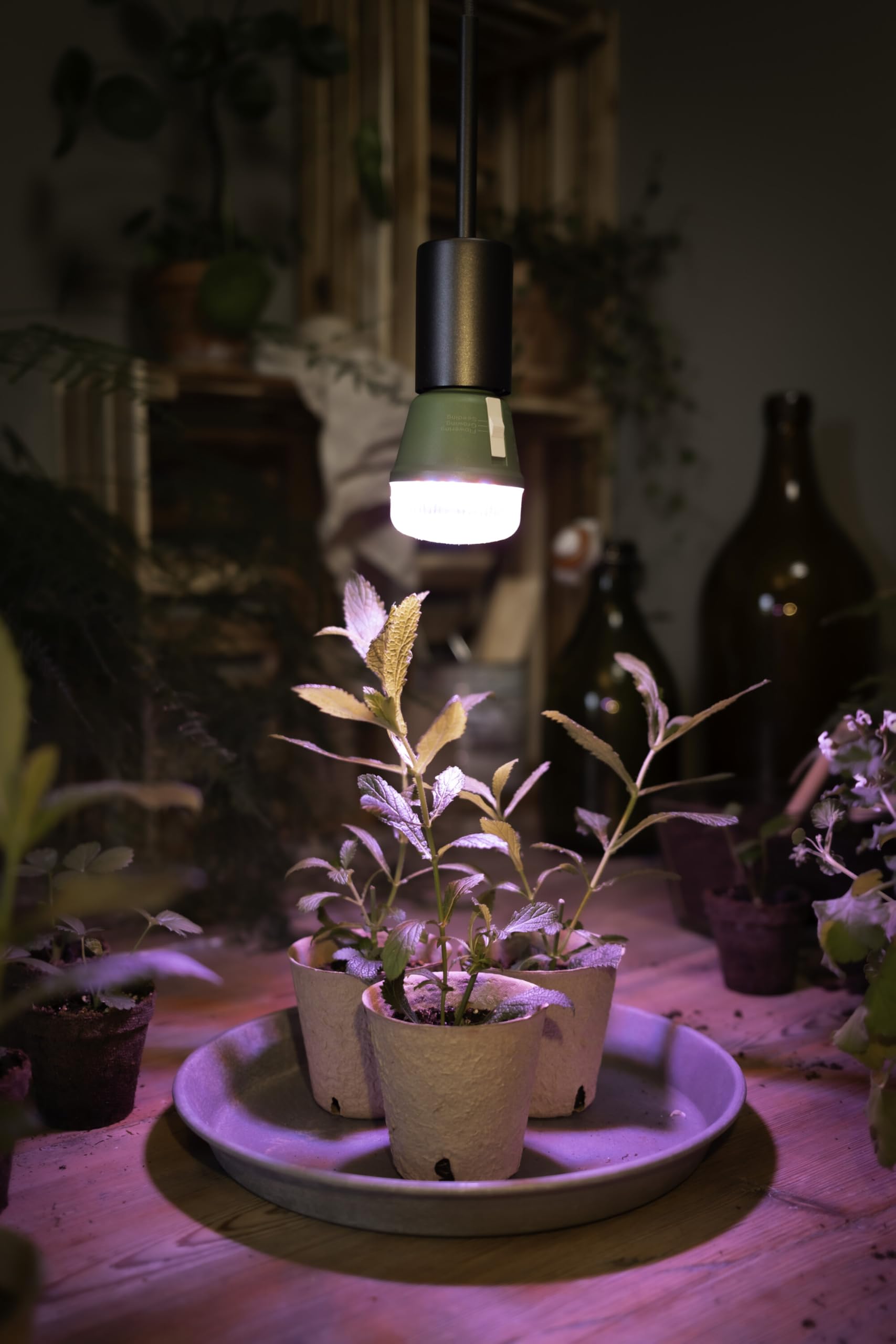 Osram Star Grow T60 Pflanzenlampe E27 10W 6er Pack