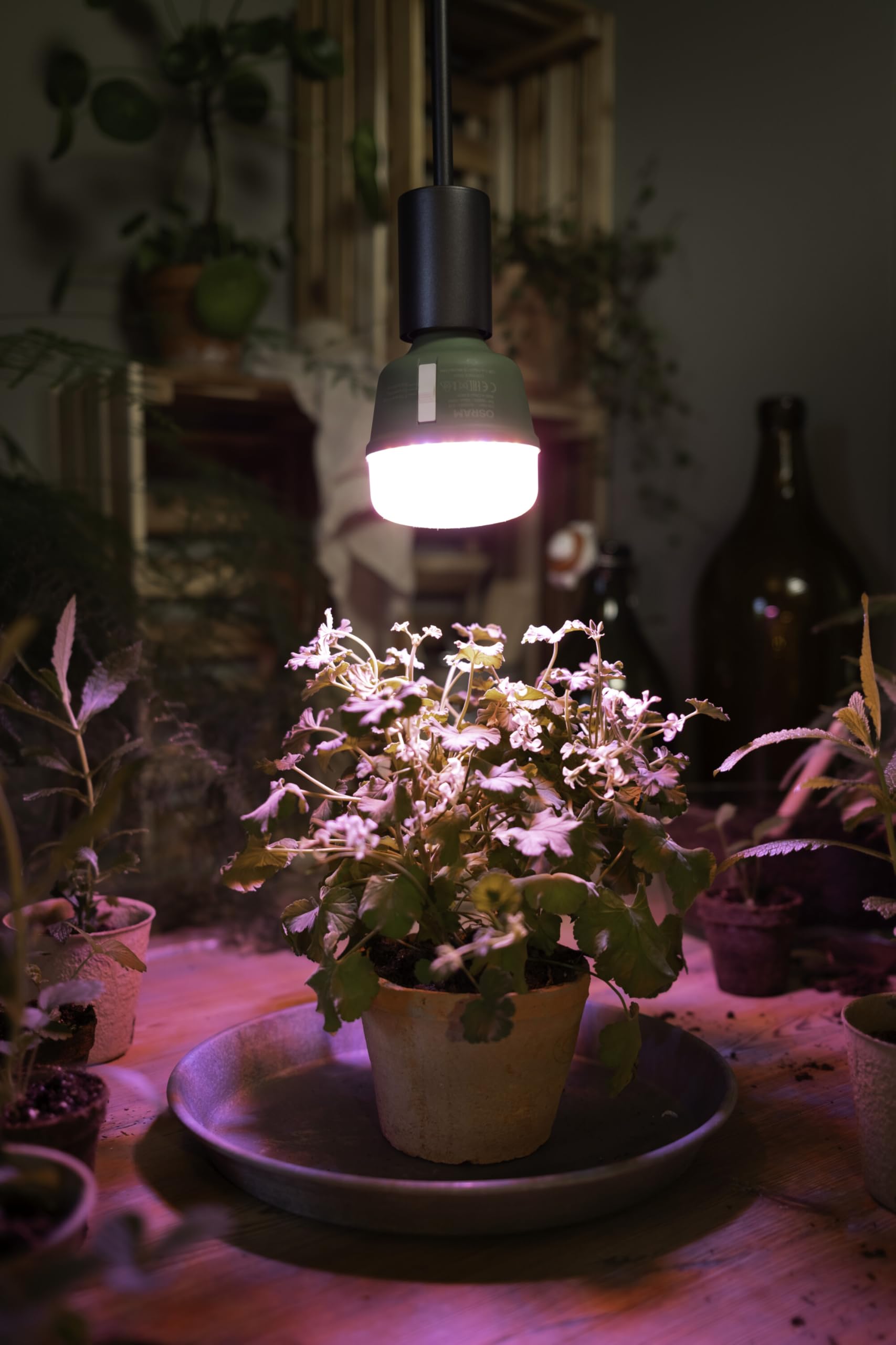 OSRAM SMART+ LED Pflanzenlampe T80 E27 20W