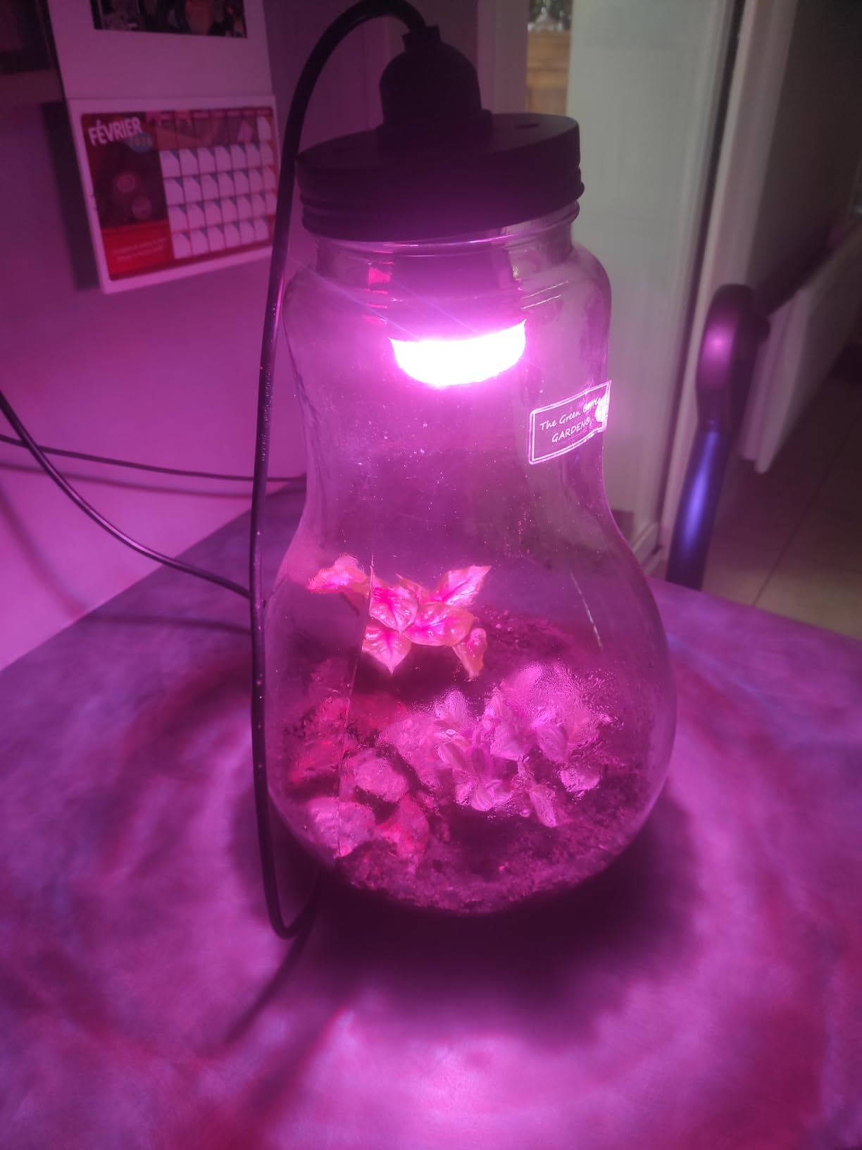 Osram Star Grow T60 Pflanzenlampe E27 10W 6er Pack